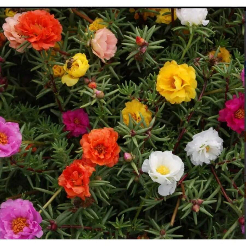 I 79958 Four Seasons Potted Flower Seeds Four Seasons Potted Flower Seeds Set