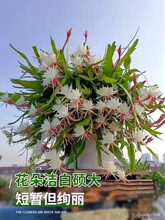С�~�һ��������҃��ļ����B��ꎶ���ֲ��ҹ�����̨�ͺ����㻨��