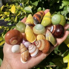 カタツムリの殻の天然のサザエの貝殻の黄色の左のサザエの標本のサザエの寄居蟹は殻の水槽の水族の造景を交替します。