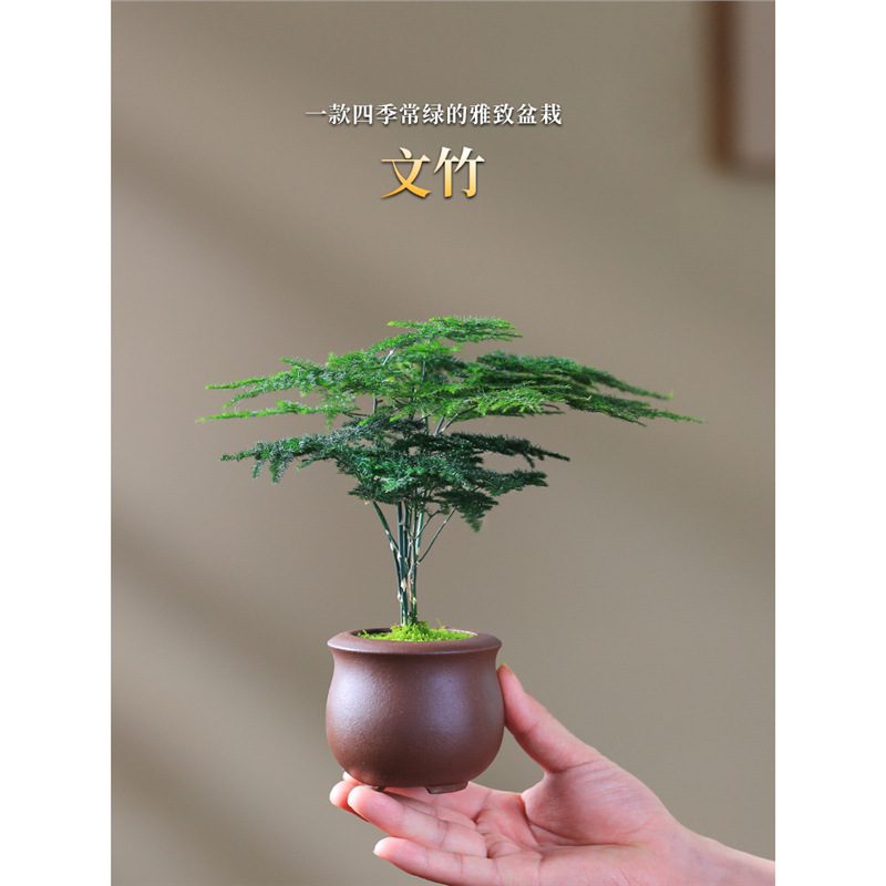 迷你小文竹苗盆栽办公室盆景室内造型花卉植物微型四季常青绿植
