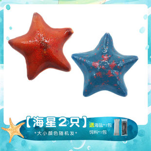 Pet Sea Swallow, Starfish, Live Seawater Ornamental Starfish, Aquarium Pet, Sand-Turning Marine Life, Big Star