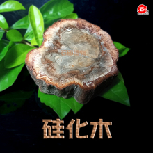 树化石原石摆件硅化木玉化木植物矿石古生物饰品手把件礼