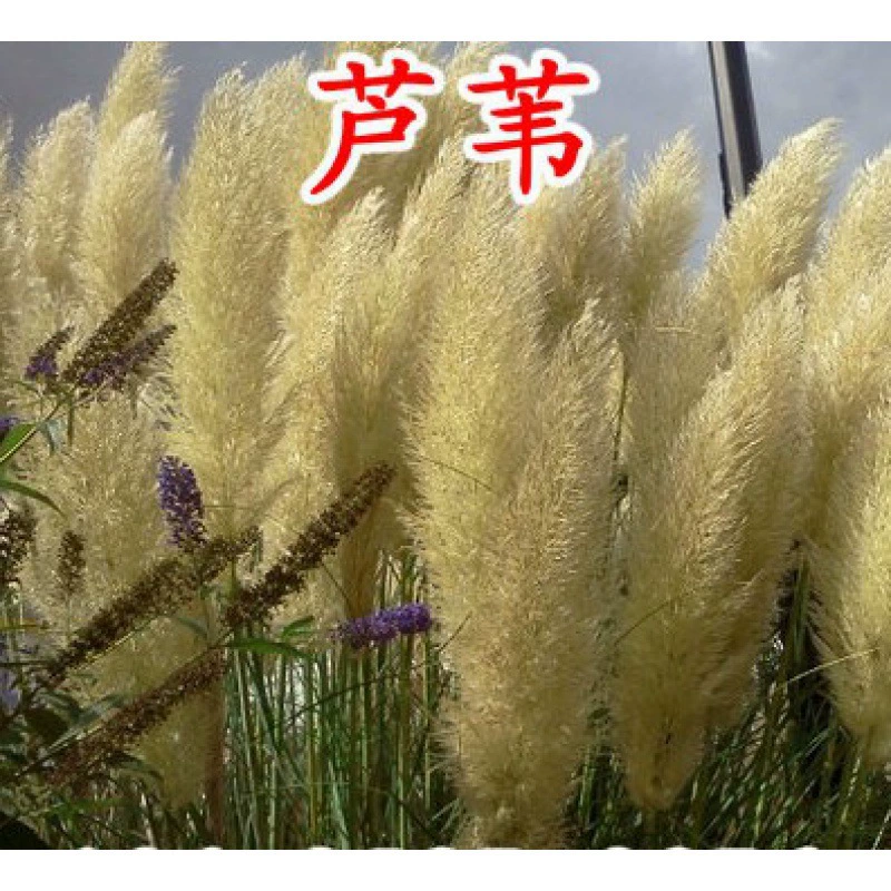 Семена тростника Acorus Calamus Typha Семена Solidarum thyronidae Рид Барракуда Водный Лук Семена водных растений