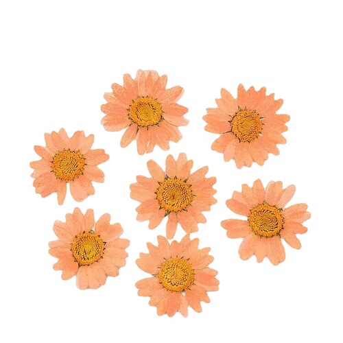 Pressed Flower Jelly Case, DIY Bookmarks, Greeting Cards, Fans, Handmade Materials