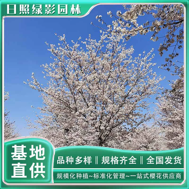 6 см окрашенные хорошо Yoshino Сакура Саженец рынка окрашенные хорошо Yoshino Сакура базы Прямые поставки