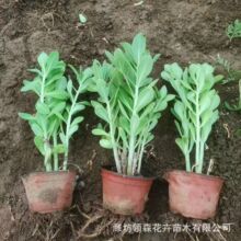 八宝景天中华景天黄金佛甲草薄雪草金叶佛甲草托盘地被花镜植物