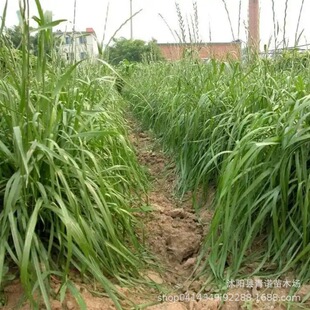 �S�����l�߮a���� �K���� �ߵ��� �ͺ��I�B�S�� �~�ݷN�� ��ţ��