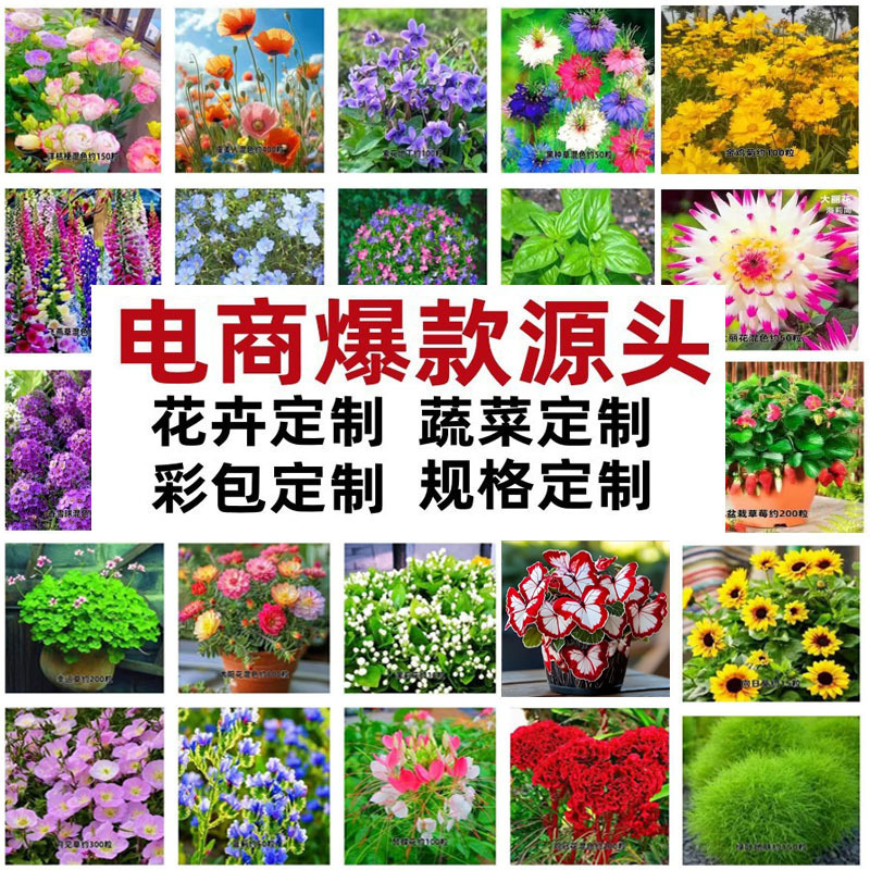 花种子四季播种开花不断百日草波斯菊种子阳台庭院易种花卉花种籽