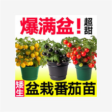 ԰tSС펧ҷt}Ůļ̨N