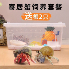 ヤドカリ飼育セット 初心者爬虫類ペット プラスチック飼育箱 怠惰なペット 厚みのある大型ペットカニ