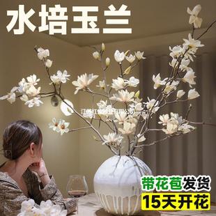 ˮ��ֲ������m���r���һ�֦�҃�����Gֲ���������ܺ��ĺ��B��֦