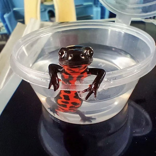 Oriental Axolotl, Little Fire Dragon Fish, Four-Legged Fish, Non-Toxic Freshwater Cold Water Small Ornamental Fish, Black Body, Red Belly Frog Fish