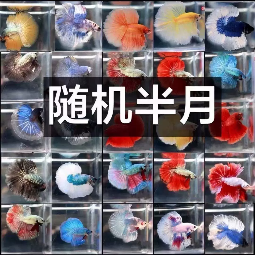 泰国进口热带鱼斗鱼狮王将军马尾斗鱼淡水活体观赏金鱼好养耐活
