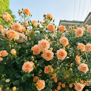 �����ٱ��¼��������ļ����SɫС���̨¶̨���ٻ���ֲ��ͥԺ�Nޱ