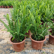 �Iާ���Źǲ�ľֲ��G���Gֲ  ͥԺ�^�p���Iާ���籭����ľ����