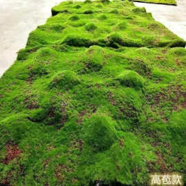 仿真苔藓草坪青苔盆景场景橱窗软装绿地墙面草苔藓【厂家】厂家