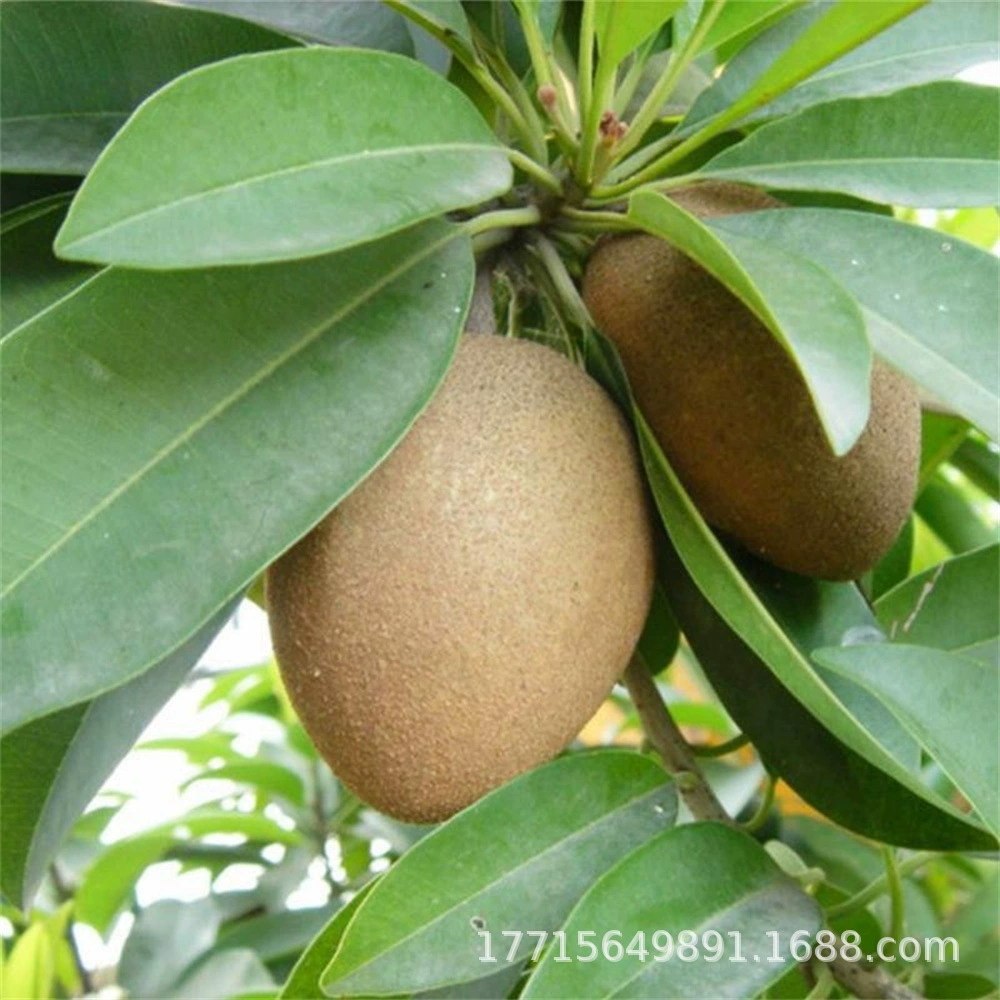 Саженцы саподиллы Хайнань Резка рассады Плодоношение Вечнозеленая рассада Вьетнам Посадка больших фруктов четыре сезона на севере и юге