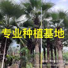 江西老人葵批发 湖北华棕 福建华盛顿棕榈价格 浙江老人葵树基地