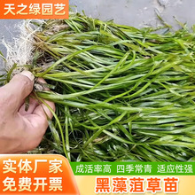 鱼塘水草水生矮生苦草常绿马来眼子菜穗花狐尾藻金鱼藻黑藻菹草苗