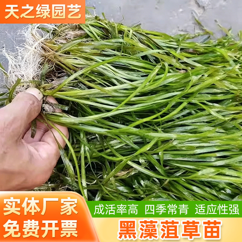 鱼塘水草水生矮生苦草常绿马来眼子菜穗花狐尾藻金鱼藻黑藻菹草苗
