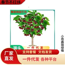 车厘子树苗樱桃树苖南方北方种植盆栽庭院果树矮化樱桃树大樱桃苗
