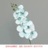 9 Daping Film Phalaenopsis Blue