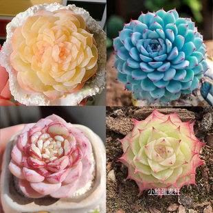 New Succulent Plant Combination Pot, Ice Blue Fat Velvet Wheat Straw, Radiation-Proof in the Office, Easy to Maintain for Novices
