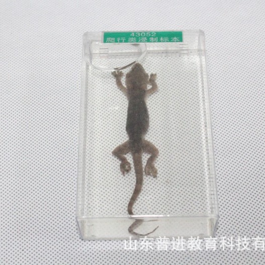 批发爬行类动物浸制标本小学科学实验器材教学仪器示教模型