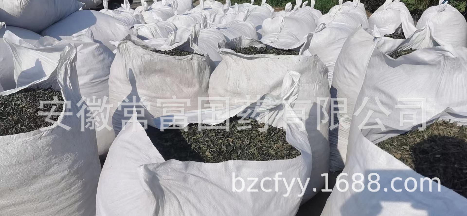 Chuan Xin Lian Andrographis Leaf Dried Herb 500g Bulk Culinary Herbal Supply quality and texture
