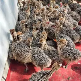 特种珍禽;鲜/活禽类;招财摆件