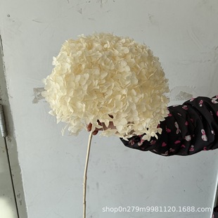 Yunnan Wholesale Dried Hydrangea Anna Eternal Flowers Soft Decoration Materials Home Arrangement Real Dried Flowers Wholesale