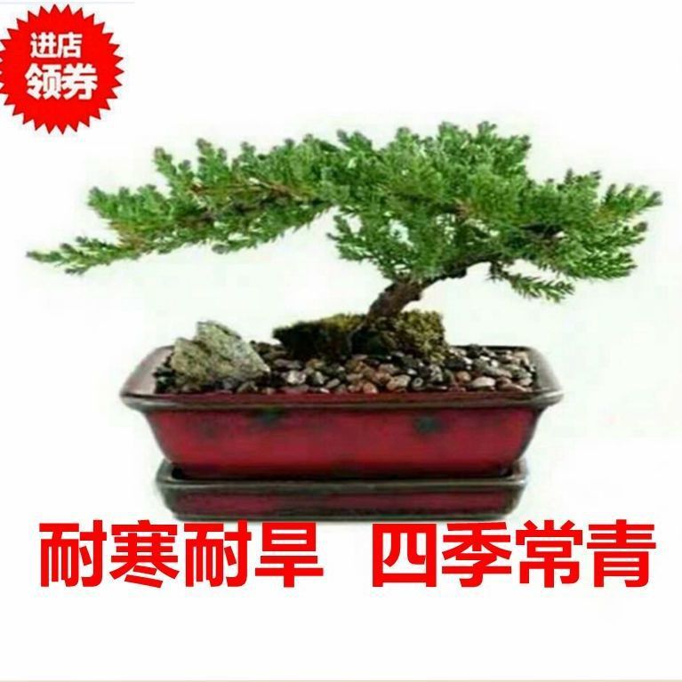 松柏类真树室内室外植物地柏苗迎客松造型盆栽办公室庭院景观盆景 种苗花卉网