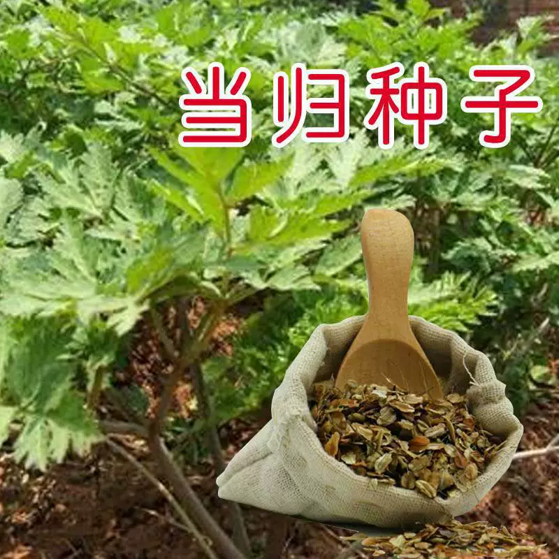 Семена анжелики, новые лекарственные материалы, семена Minxian Yunzhu, четырехсезонное посев, пакет для здоровья в горшках для балкона, скорость прорастания