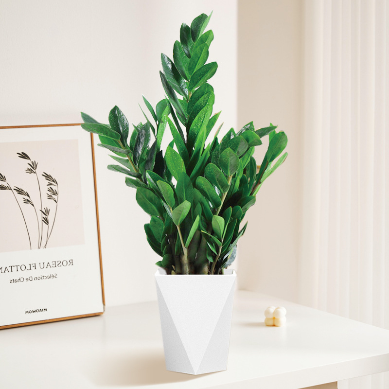 Uang Pohon 40-50cm (Prismatik Resin Basin) Pupuk Khusus