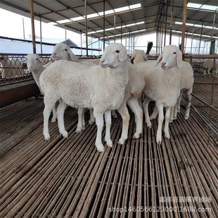 Сβ������� �ź�������ĸ�� �N�Ų��d��N�����w�_���˰��ް�