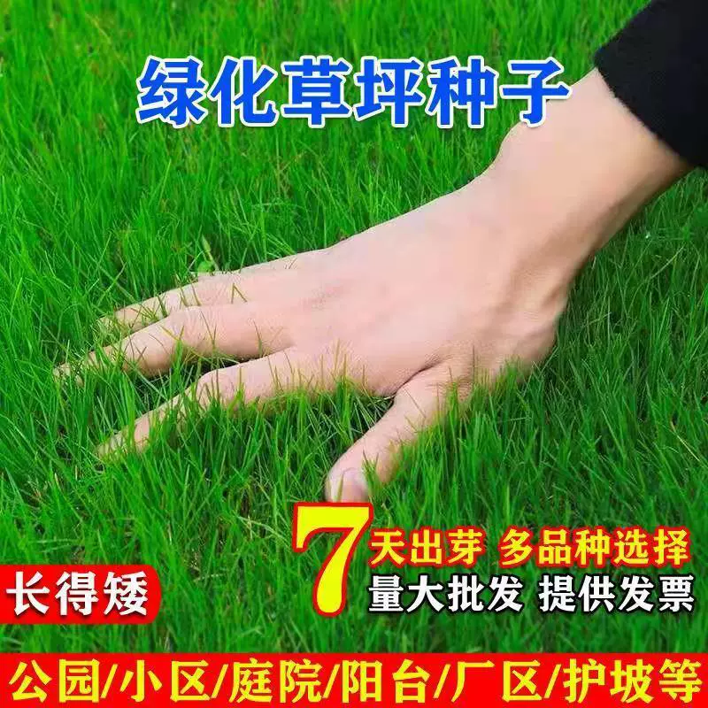 Семена газонных гномов для всех сезонов, безобслуживаемое зеленение двора, защита склонов, корень собачьего зуба, семена травы ревеня.