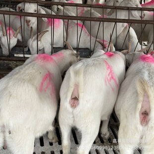 �������w���������ɽ���ṩ���հ�ɽ��r��