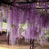 Wisteria seed multi -flower wisteria seeds Potted tree seedlings climbing vine plant hanging flowers seeds forest seed seeds