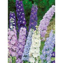 大花飞燕草大花苗盆栽耐寒庭院室外花草秋季翠雀易活花种子花籽子