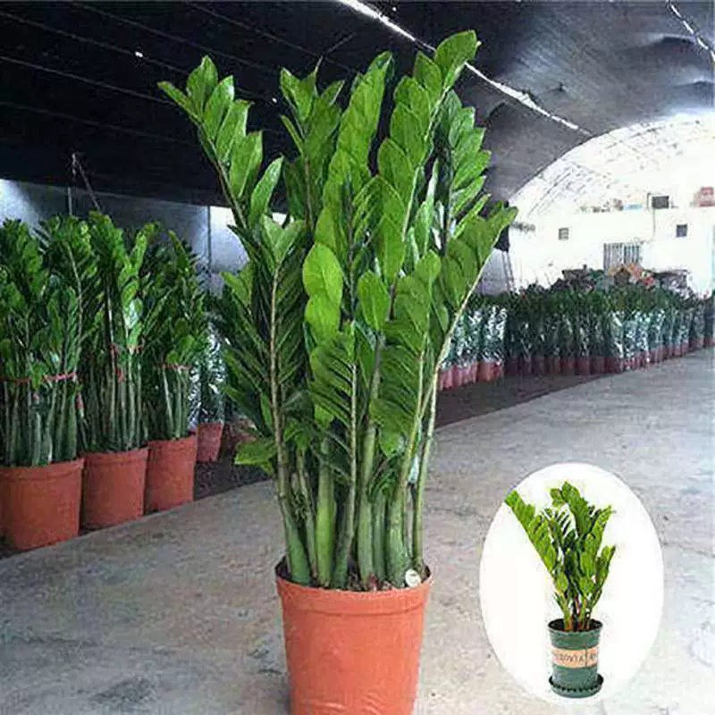 Денежное дерево в горшке, комнатное растение для гостиной, зеленое растение, денежное дерево для офиса, горшечное зеленое растение, бонсай