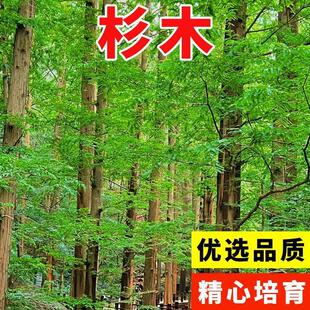 新采速生杉木种子 刺杉种子 沙树杉树水杉柳杉冷杉落羽杉油杉种子-阿里巴巴