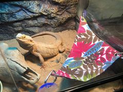 【Small Batch Wholesale】Lizard Hammock Snake Chameleon Reptile Pet Hammock Small Pet Toys Swing