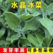 正宗水晶冰菜种子盆栽蔬菜种子大全冰草苗四季秋冬季菜种籽野菜种