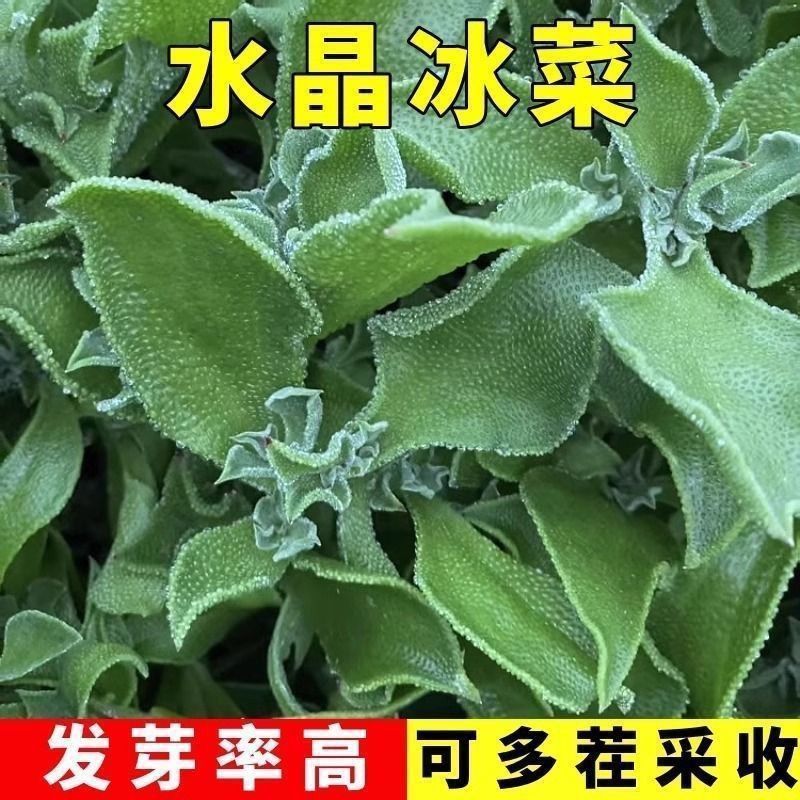 正宗水晶冰菜种子盆栽蔬菜种子大全冰草苗四季秋冬季菜种籽野菜种