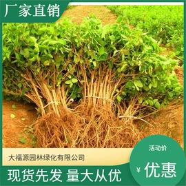 其他园林植物;水生植物;灌木