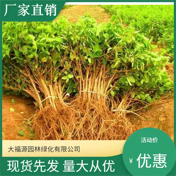 【基地批发】金银花 规格齐全 价格优惠 量多价优 品种齐全