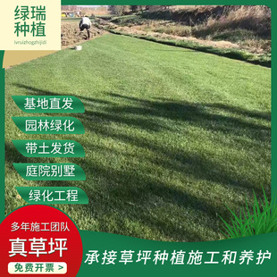 Green Grass with Soil Curly Grass Football Field Special Wholesale Green Grass All Year Round Green Taiwan Curly Grass No Need to Cut Grass