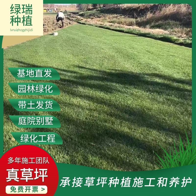 果岭草 带土卷草 足球场专用批发果岭草四季青台湾卷草免剪草