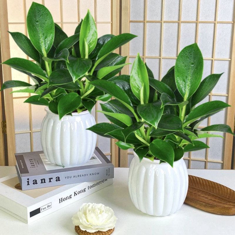 [화분 2개 특가] 골든 다이아몬드 25cm 3그루(모조 도자기 호박 물통) + 영양액