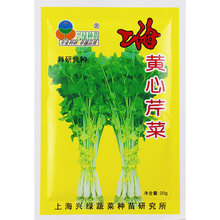 四季黄心芹菜种子小香芹菜种籽籽种苗秧蔬菜菜籽孑苗根根苗幼苗